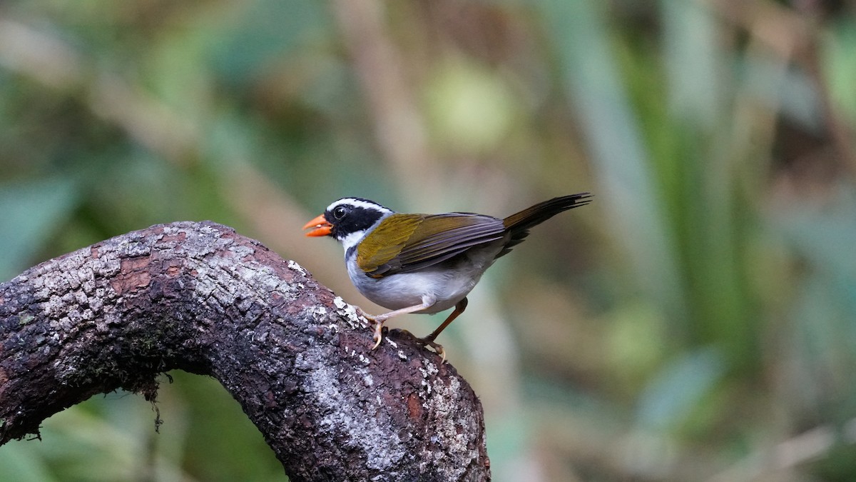 Orange-billed Sparrow - Paul Gössinger