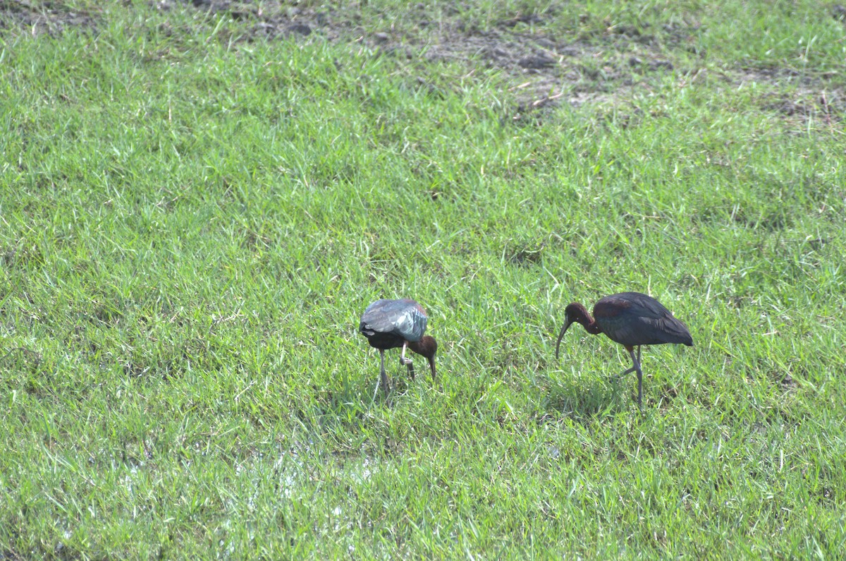 ibis hnědý - ML619576063