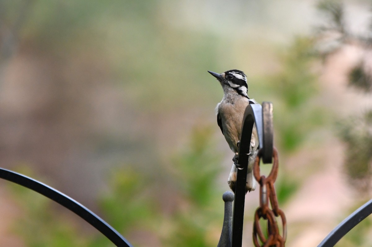 Downy Woodpecker - Kevin Smith