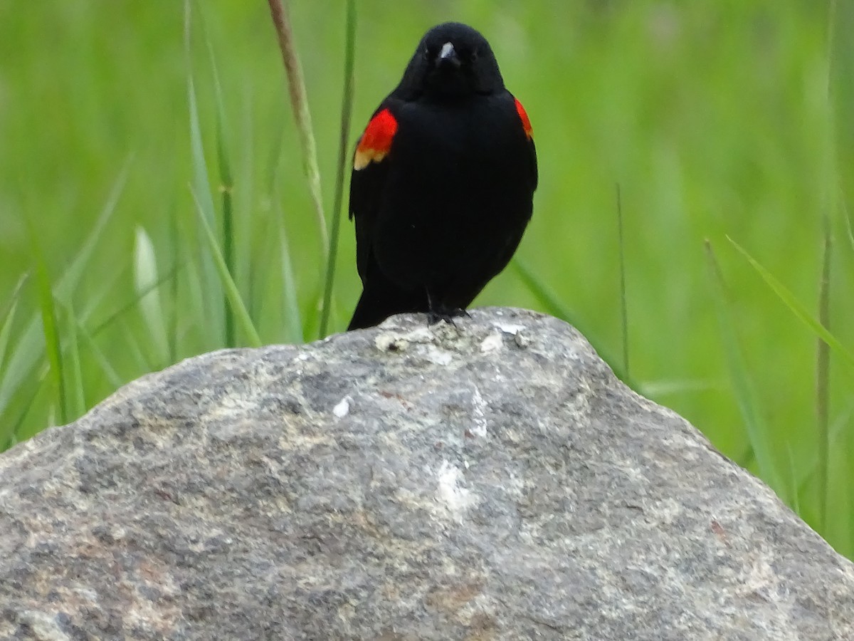 Red-winged Blackbird - Jim Walton