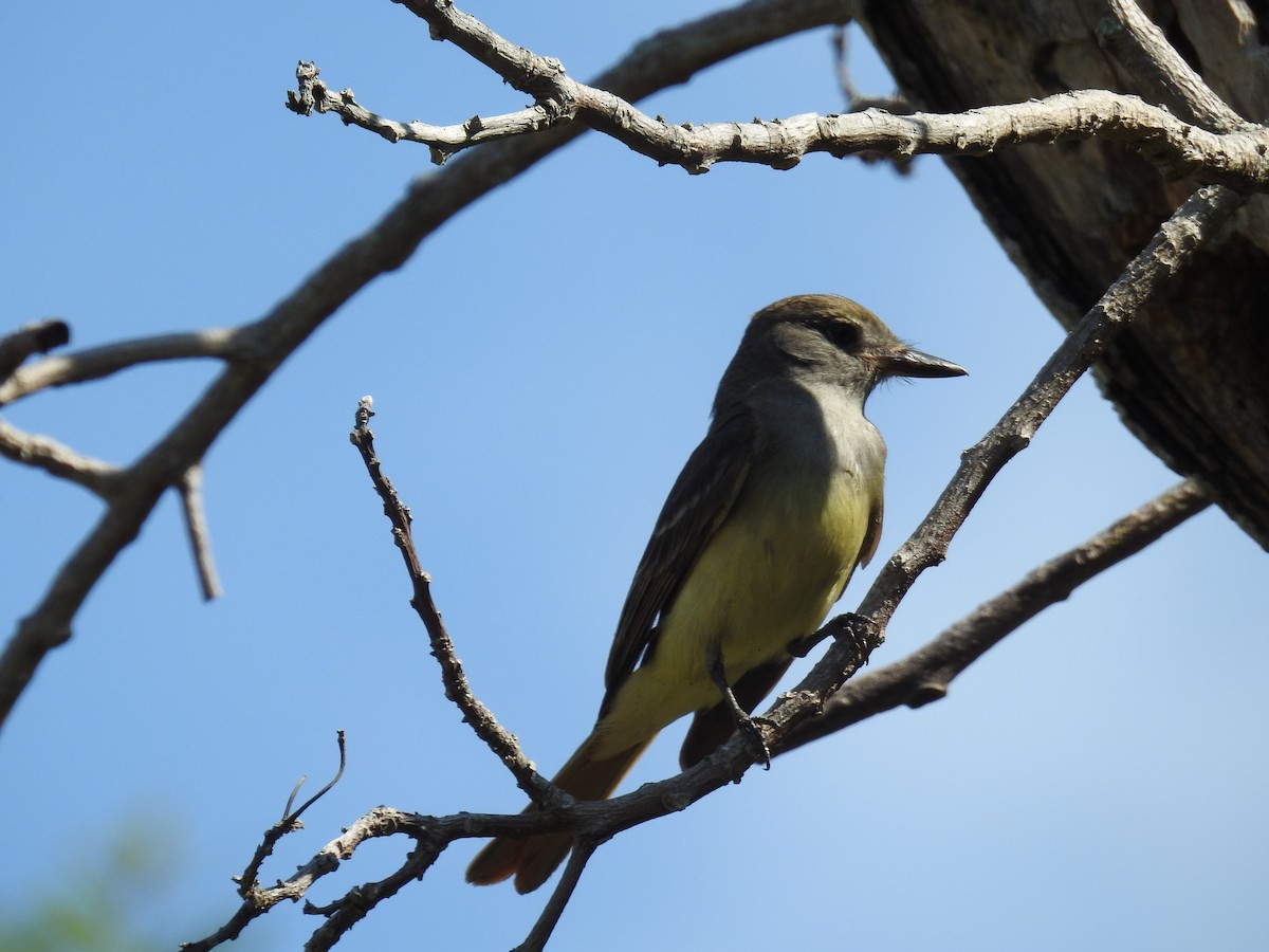 Great Crested Flycatcher - Wendy Meehan