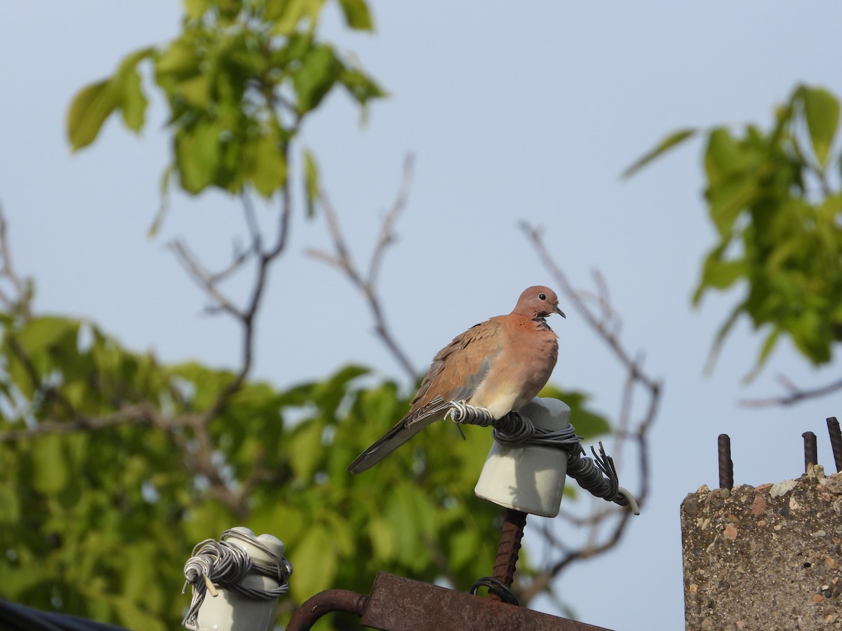 Laughing Dove - Josip Turkalj