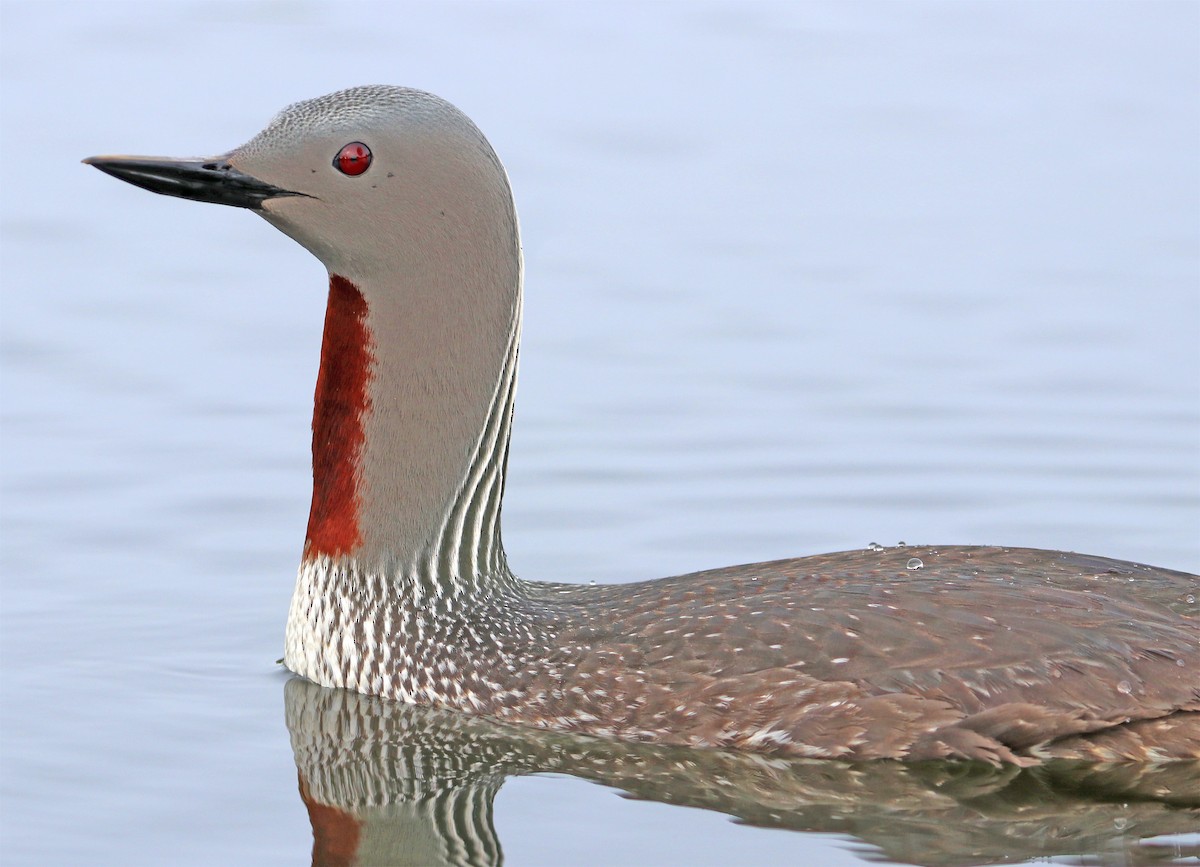 Red-throated Loon - Jason Wilder