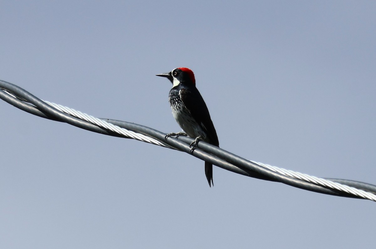 Acorn Woodpecker - Tricia Vesely