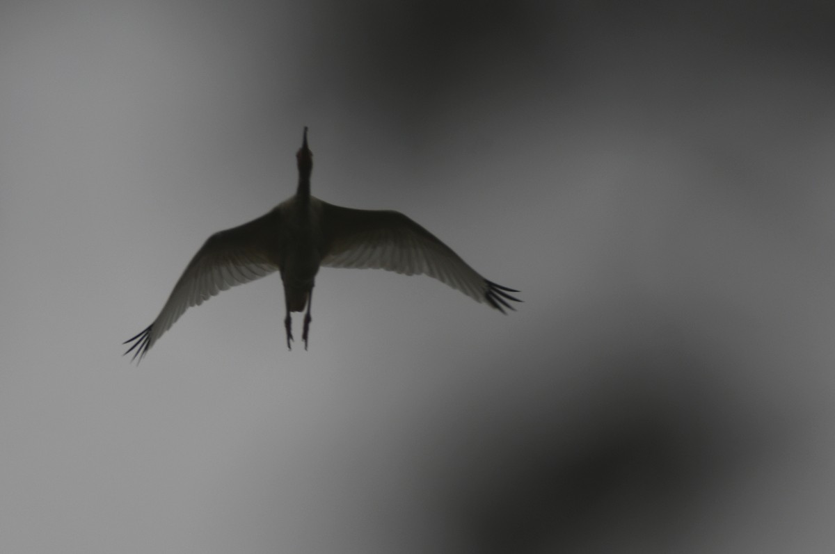 White Ibis - Kevin Smith