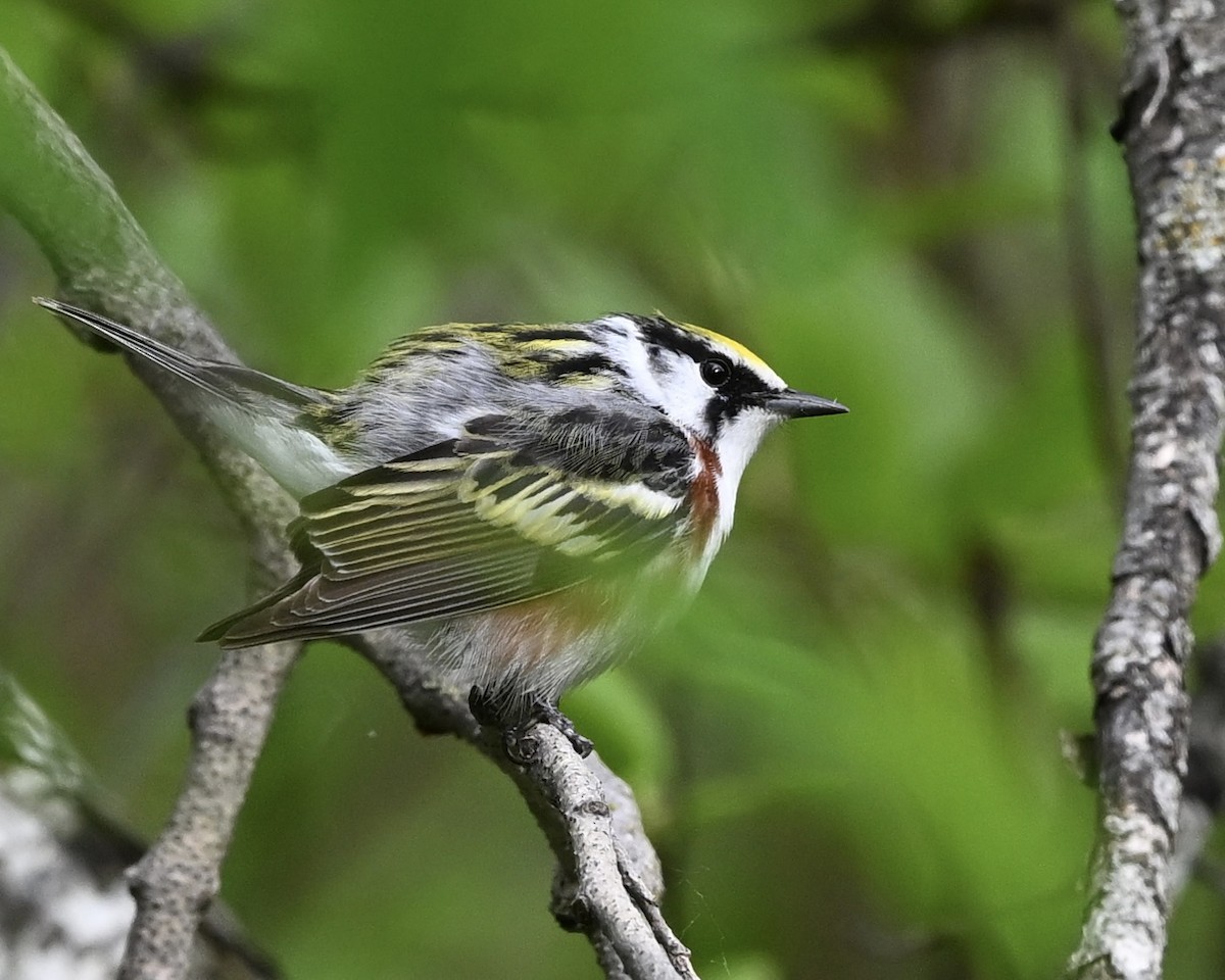 Chestnut-sided Warbler - Joe Wujcik