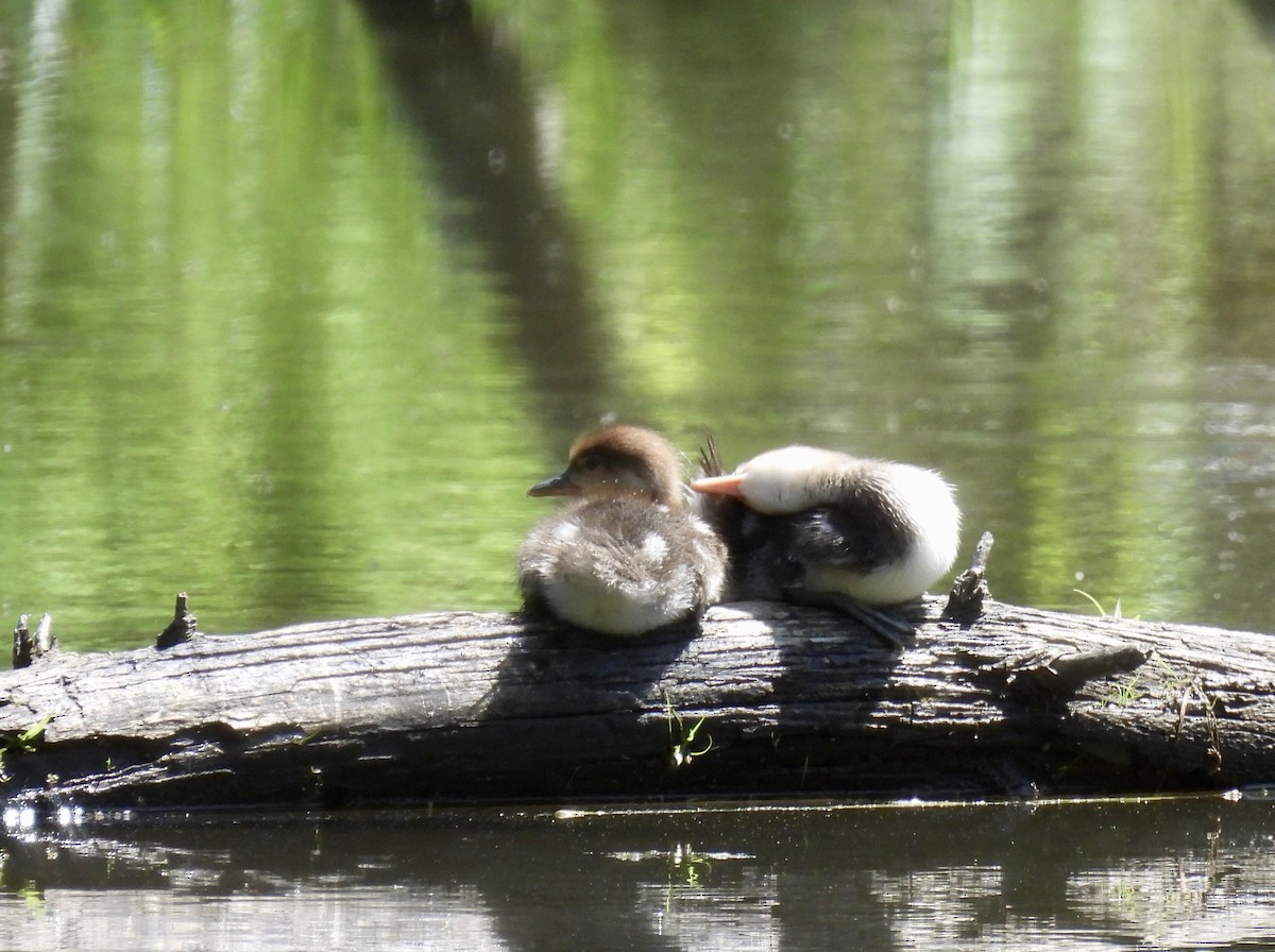 Hooded Merganser - Barb Stone