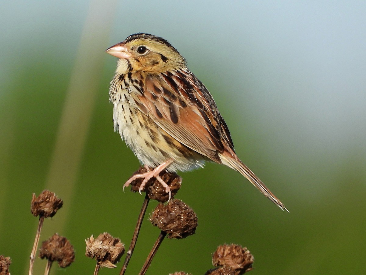 Henslow's Sparrow - Mary Leigh