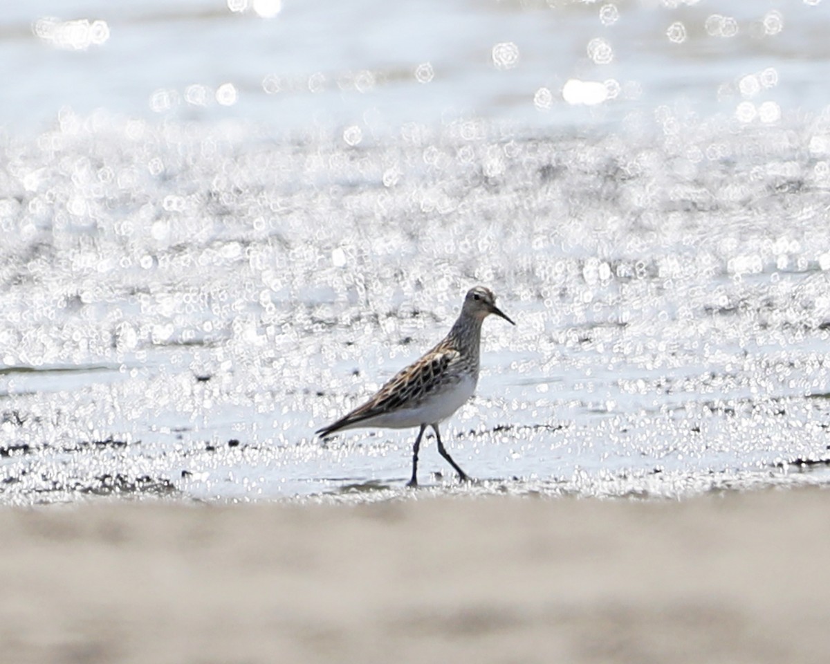 Pectoral Sandpiper - Susan Burkhart