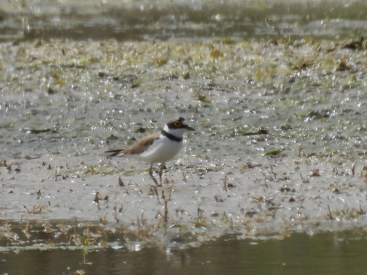 Little Ringed Plover - George Watola
