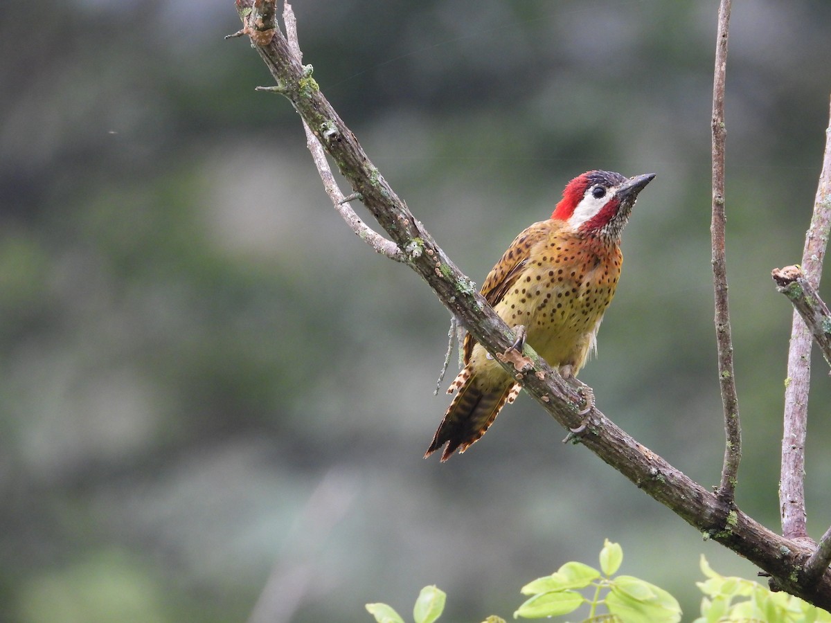 Spot-breasted Woodpecker - Sergio Adrián  Murillo Montoya