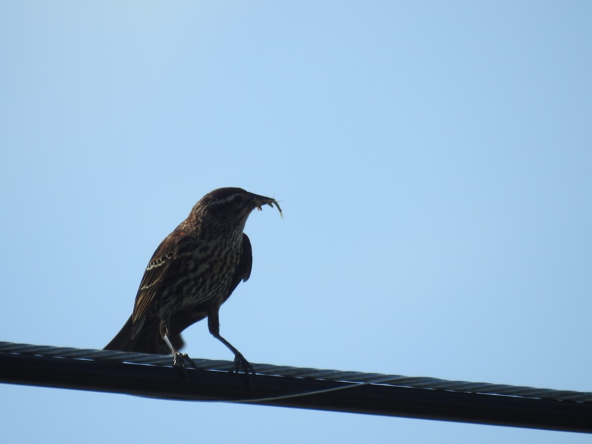 Red-winged Blackbird - Wendy Meehan