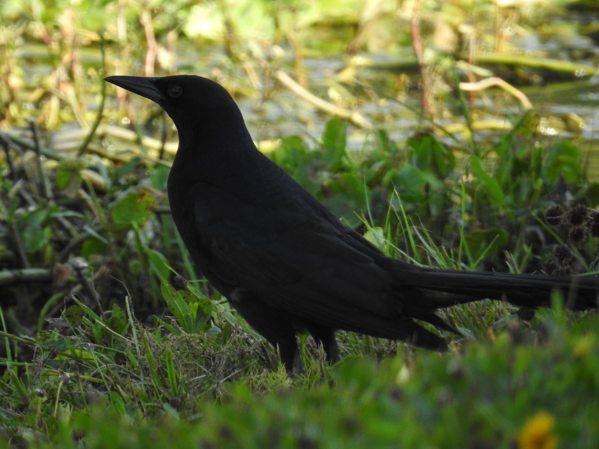 Boat-tailed Grackle - Wendy Meehan