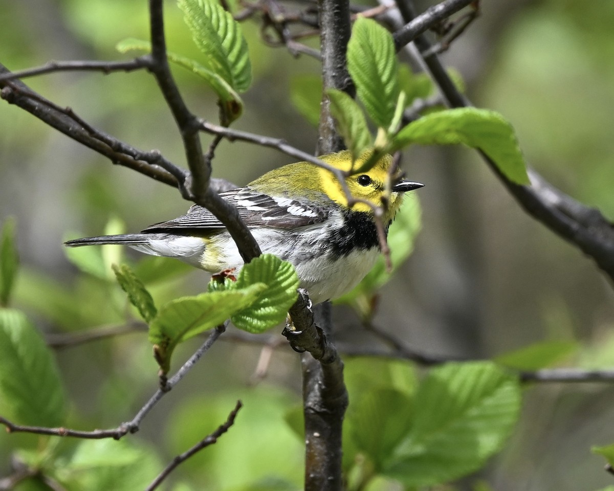 Black-throated Green Warbler - Joe Wujcik