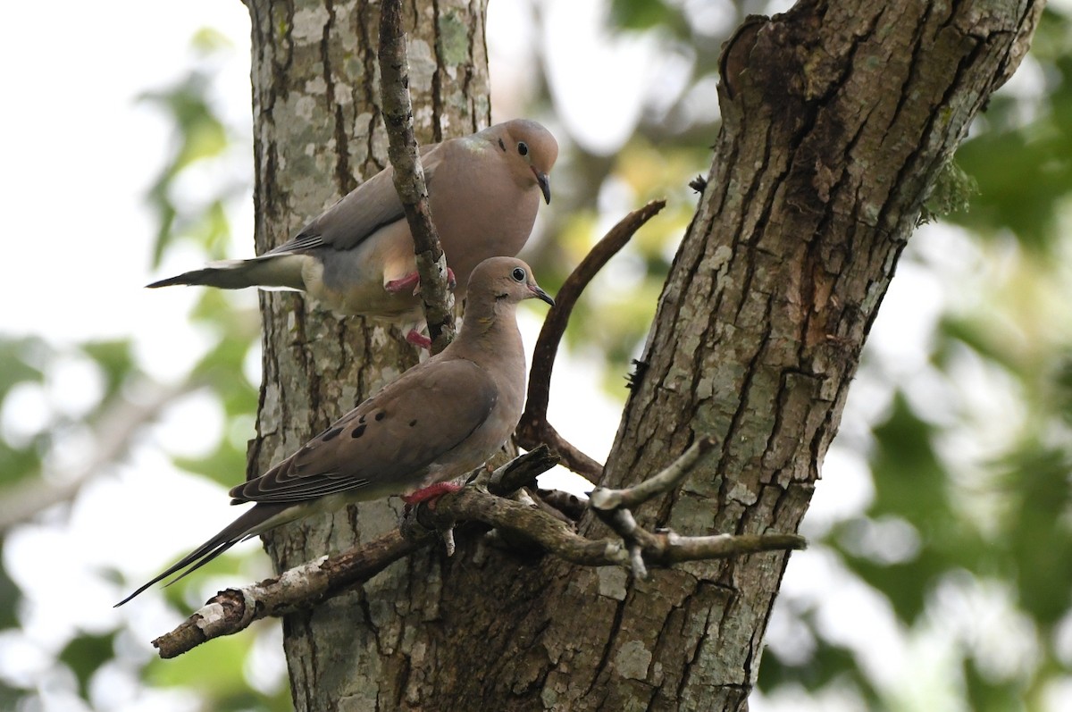 Mourning Dove - Kevin Smith