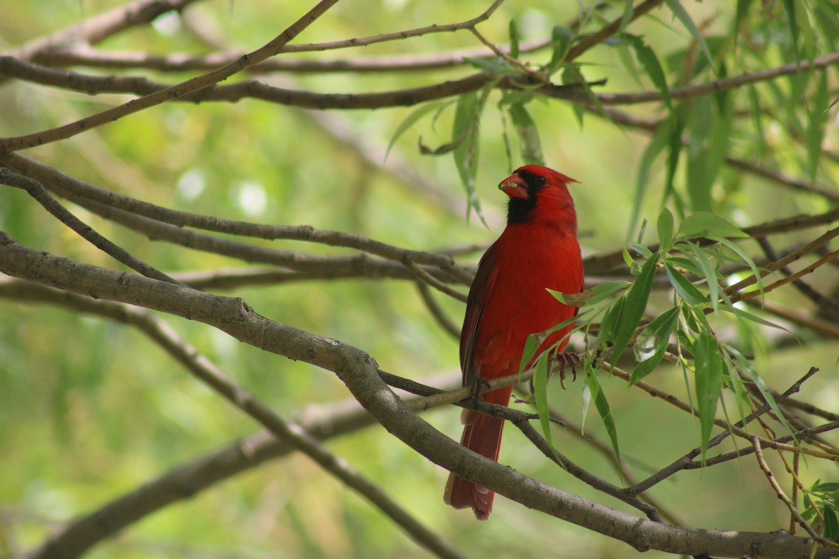 Northern Cardinal - ML619576144