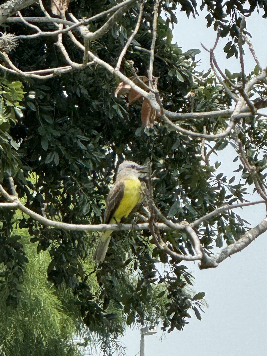 Couch's Kingbird - Doug Fishman