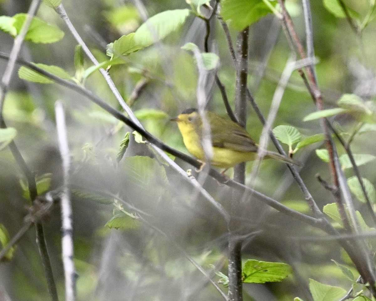 Wilson's Warbler - Joe Wujcik