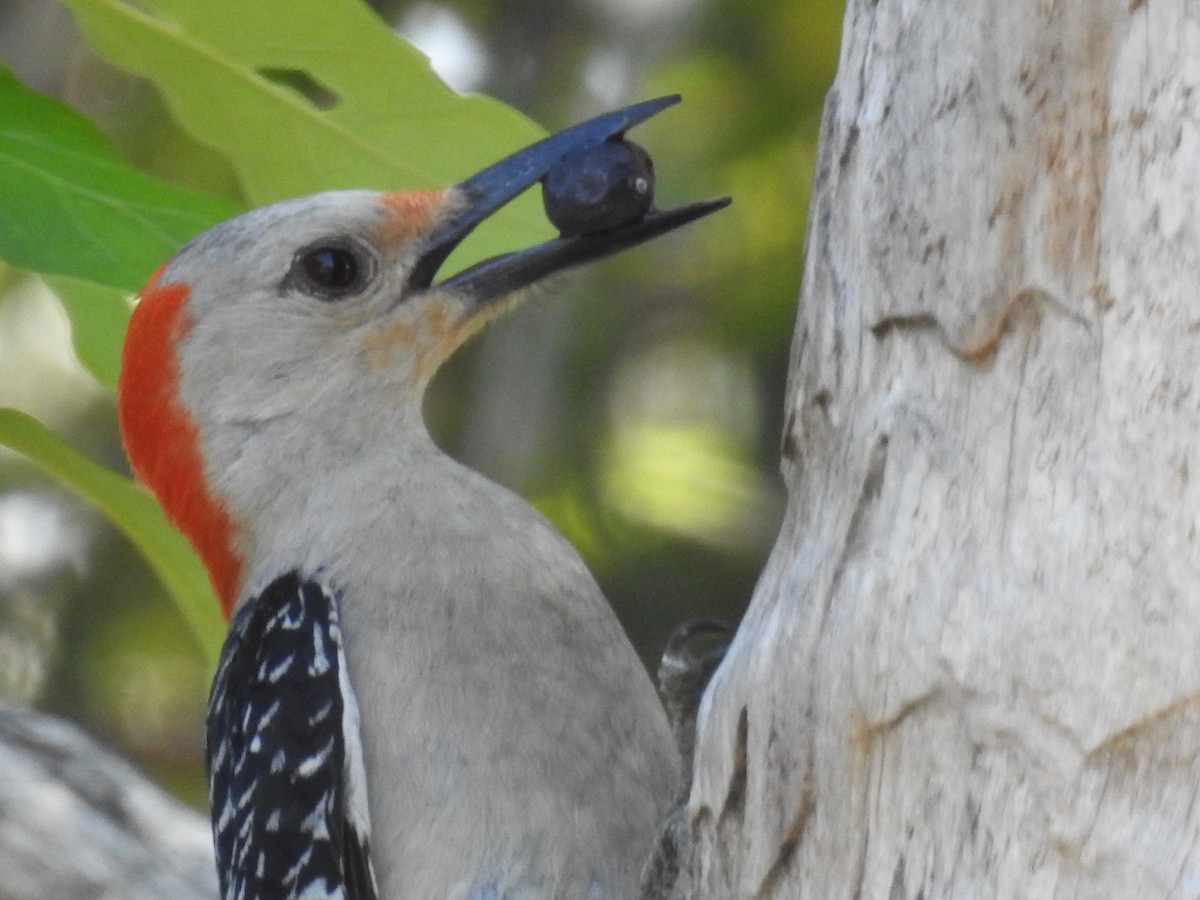 Red-bellied Woodpecker - Wendy Meehan