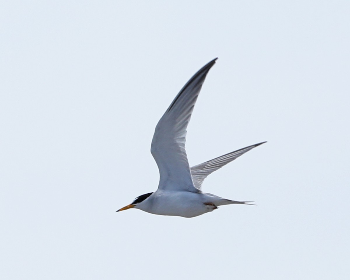 Least Tern - Susan Burkhart