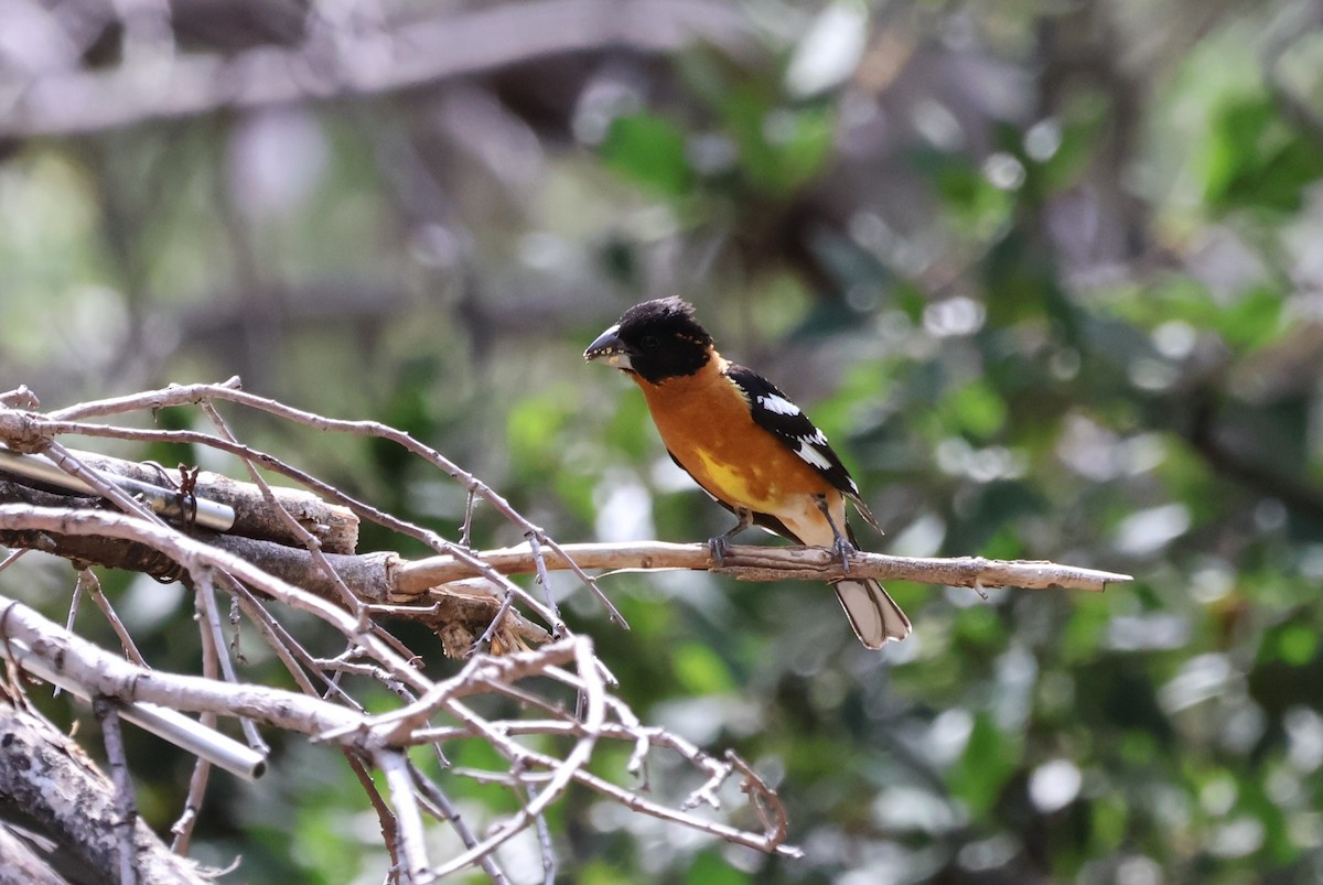 Black-headed Grosbeak - Tricia Vesely