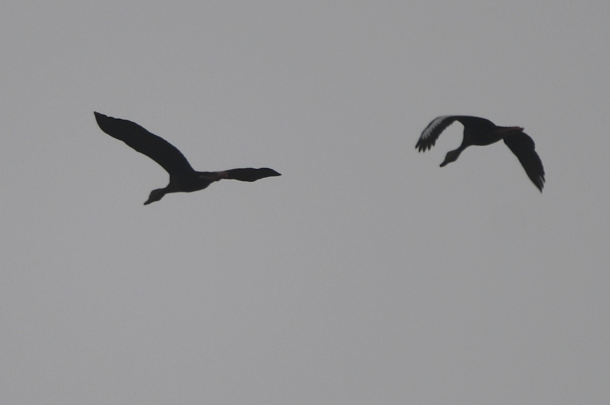 Black-bellied Whistling-Duck - Kevin Smith