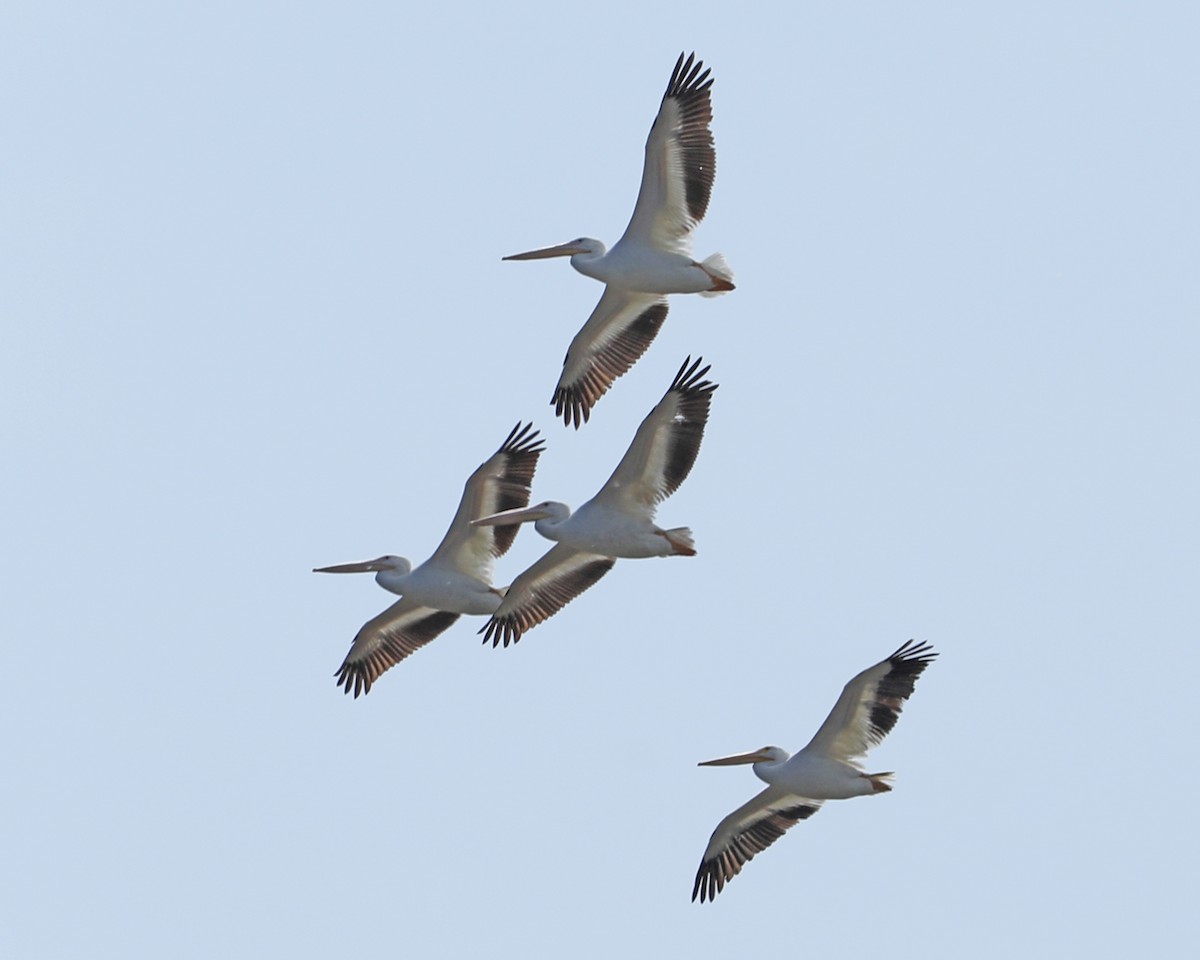 American White Pelican - ML619576169