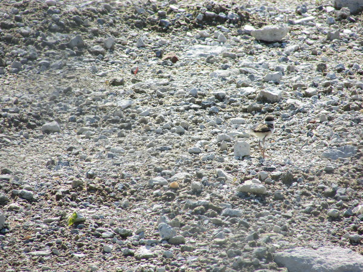 Killdeer - ML619576170