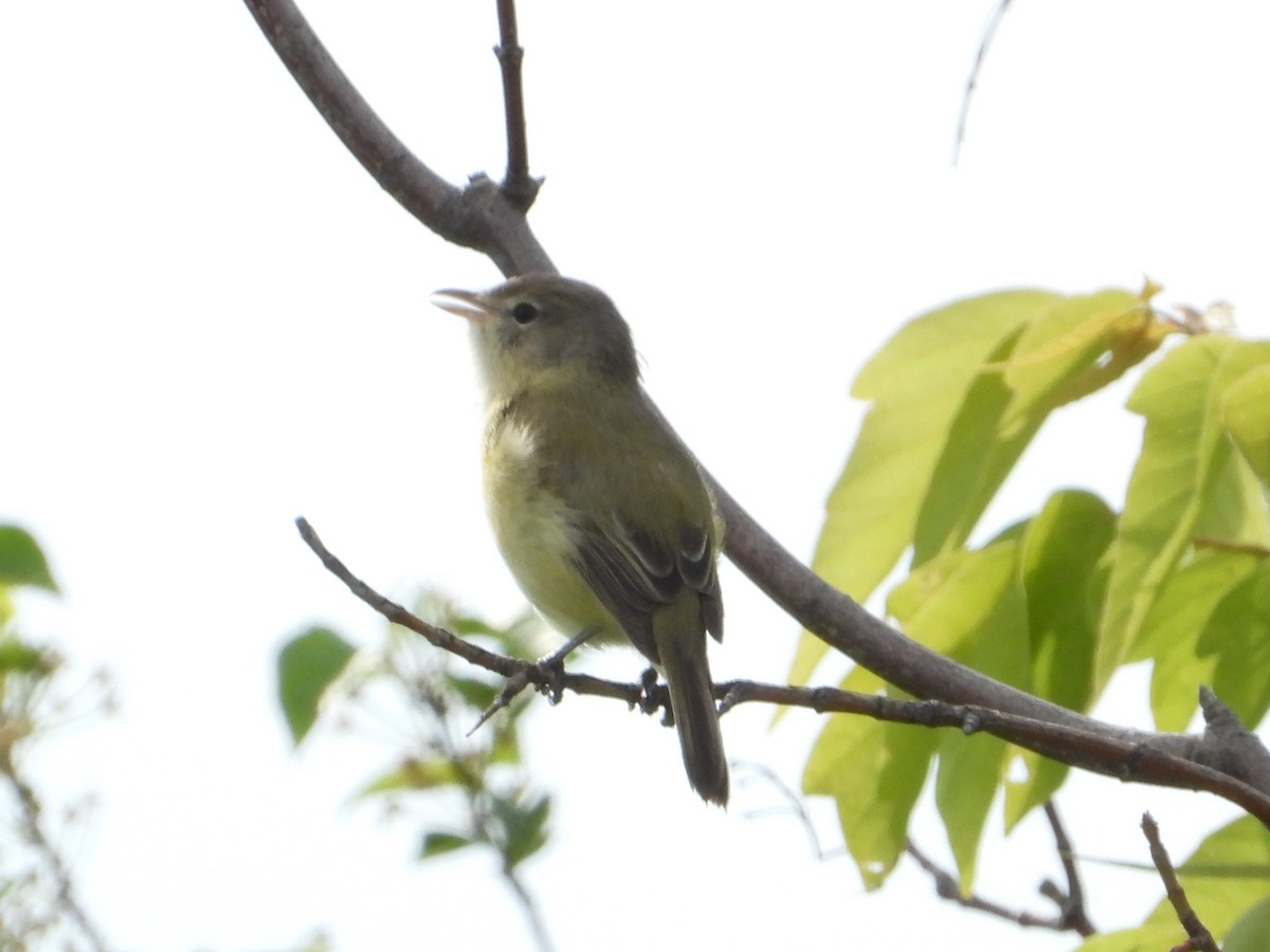 Bell's Vireo - Matthew Buell