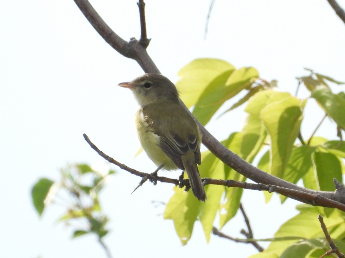 Bell's Vireo - Matthew Buell