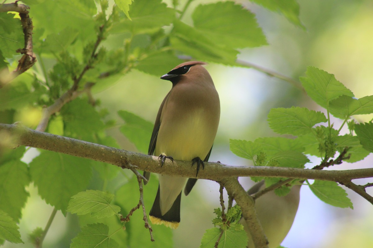 Cedar Waxwing - Nolan Fisher