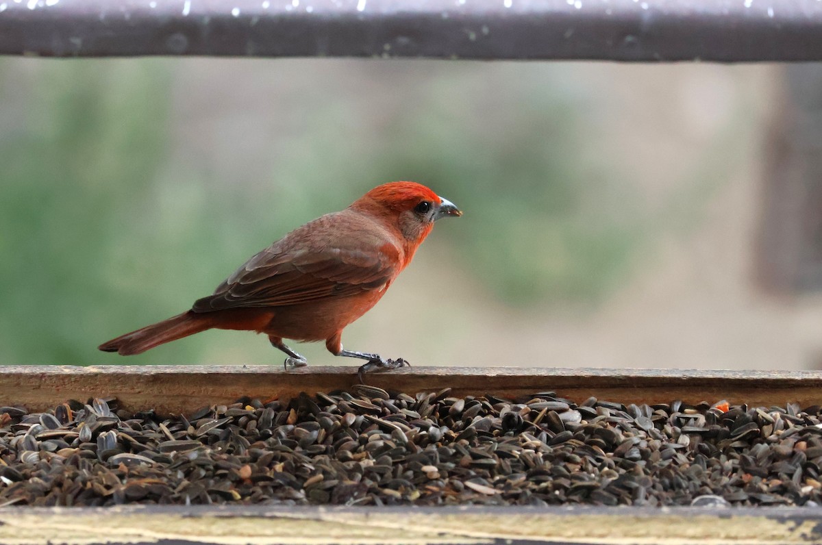 Hepatic Tanager - Tricia Vesely