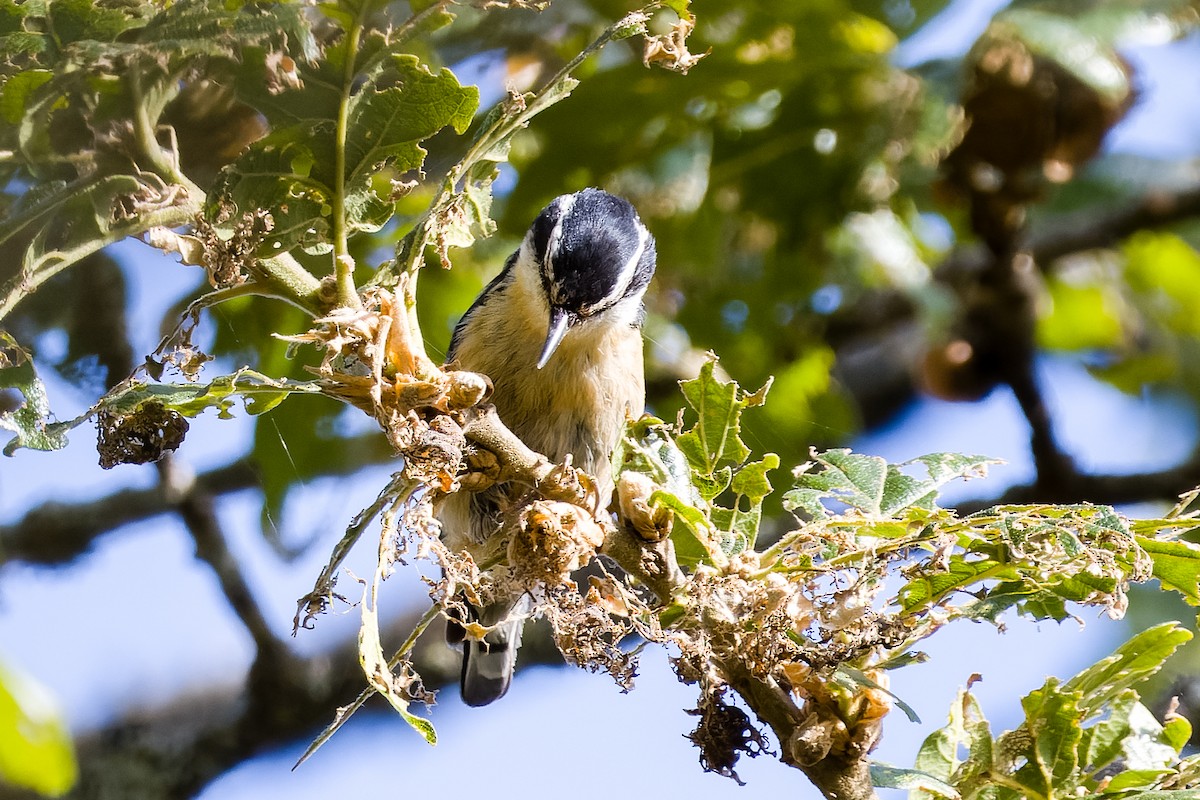 Red-breasted Nuthatch - ML619576177