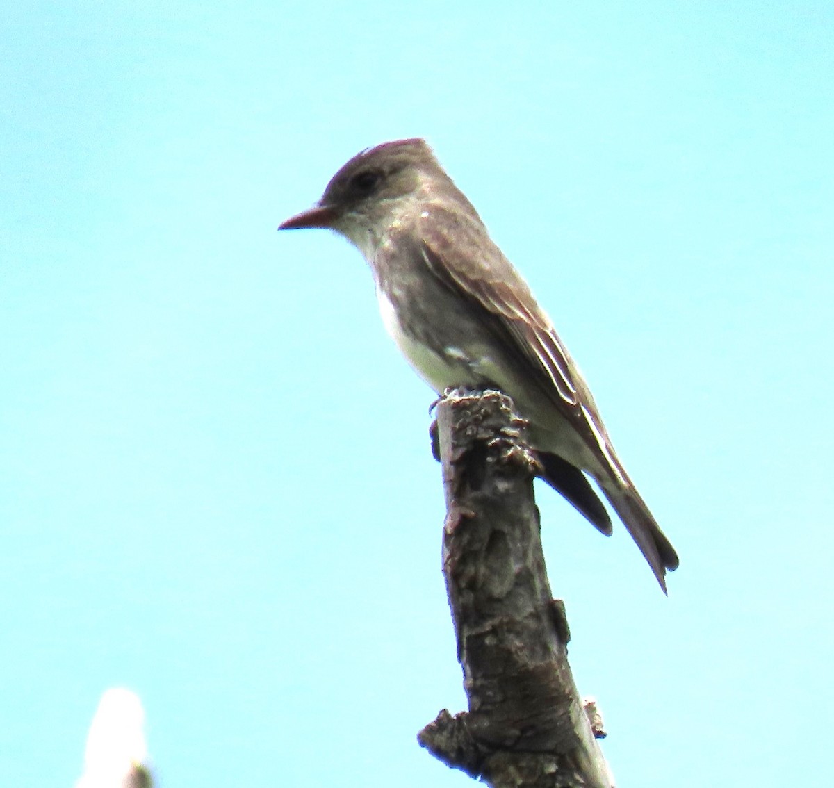 Olive-sided Flycatcher - ML619576178