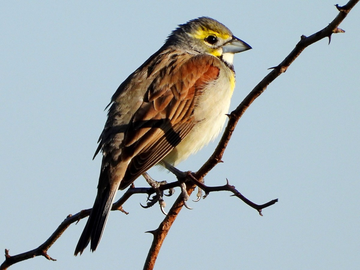 Dickcissel - Mary Leigh