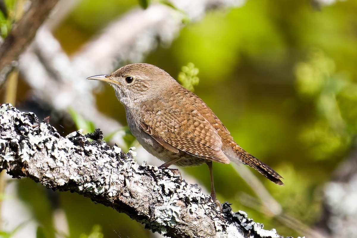 House Wren - Les Peterson