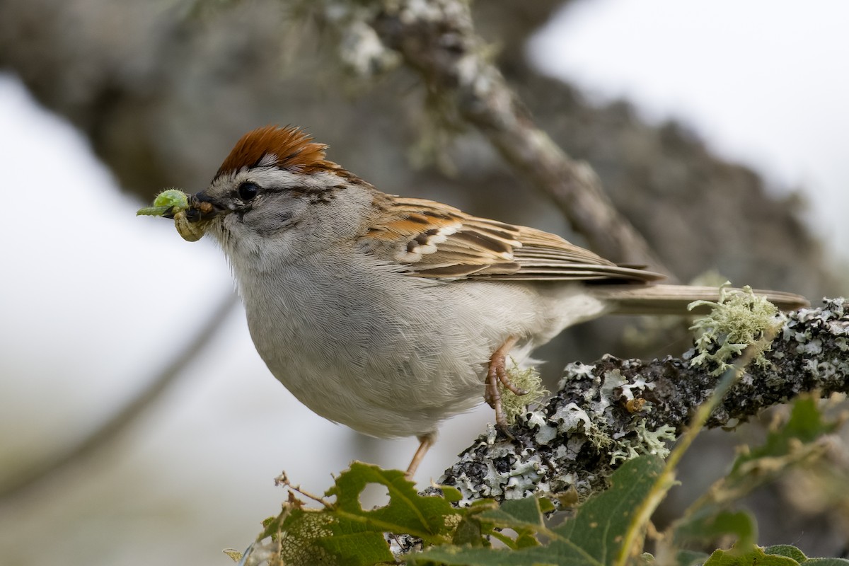 Chipping Sparrow - Les Peterson