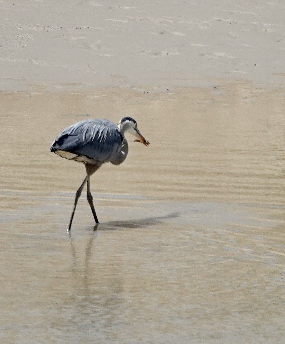 Great Blue Heron - Byron Hukee