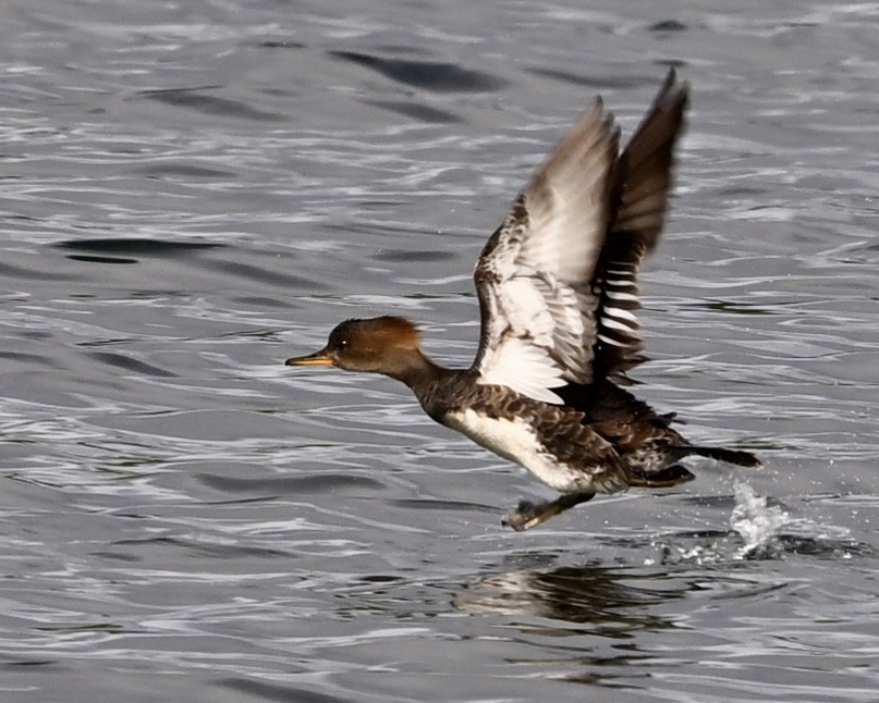 Hooded Merganser - Joe Wujcik