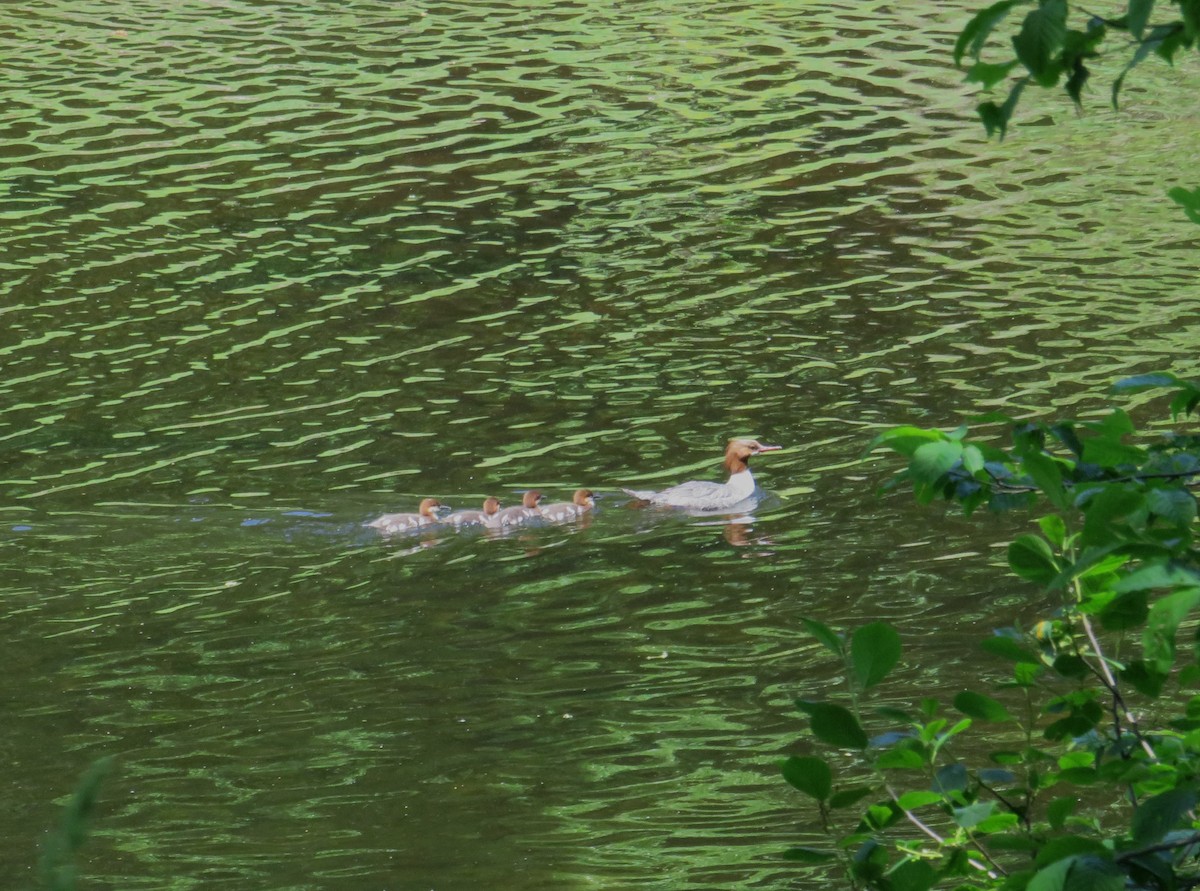 Common Merganser - John Haas