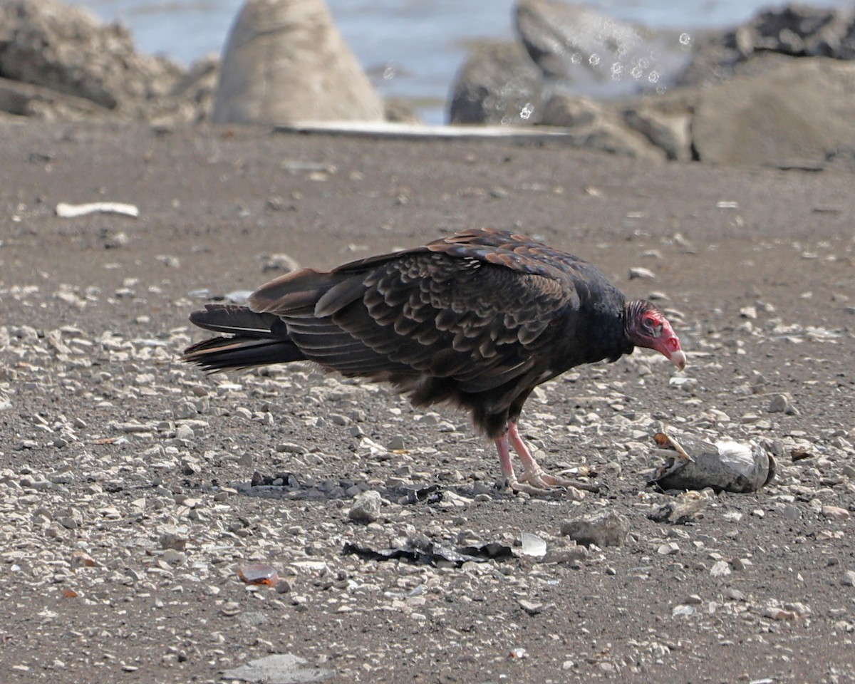 Turkey Vulture - Susan Burkhart