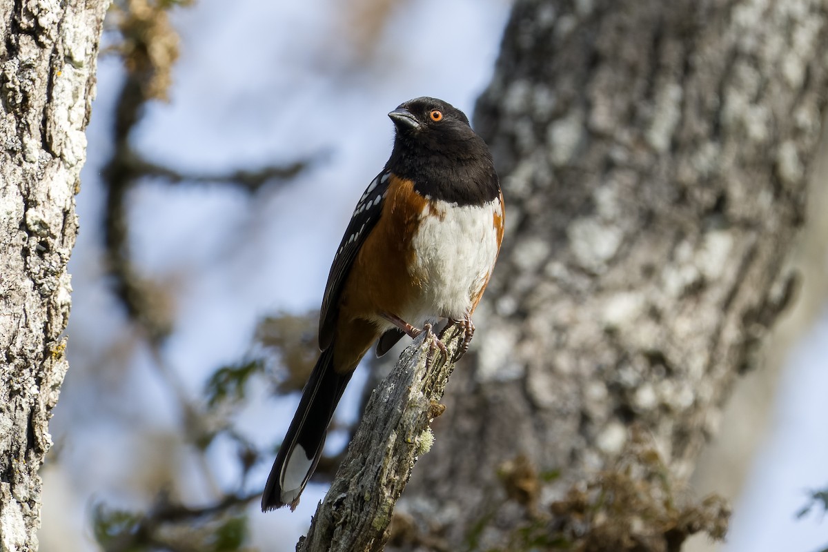 Spotted Towhee - ML619576205