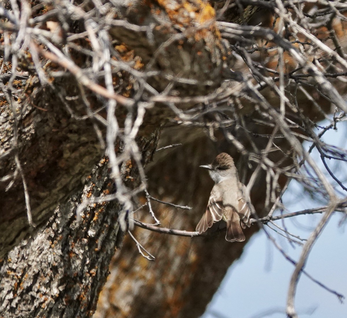 Ash-throated Flycatcher - Byron Hukee