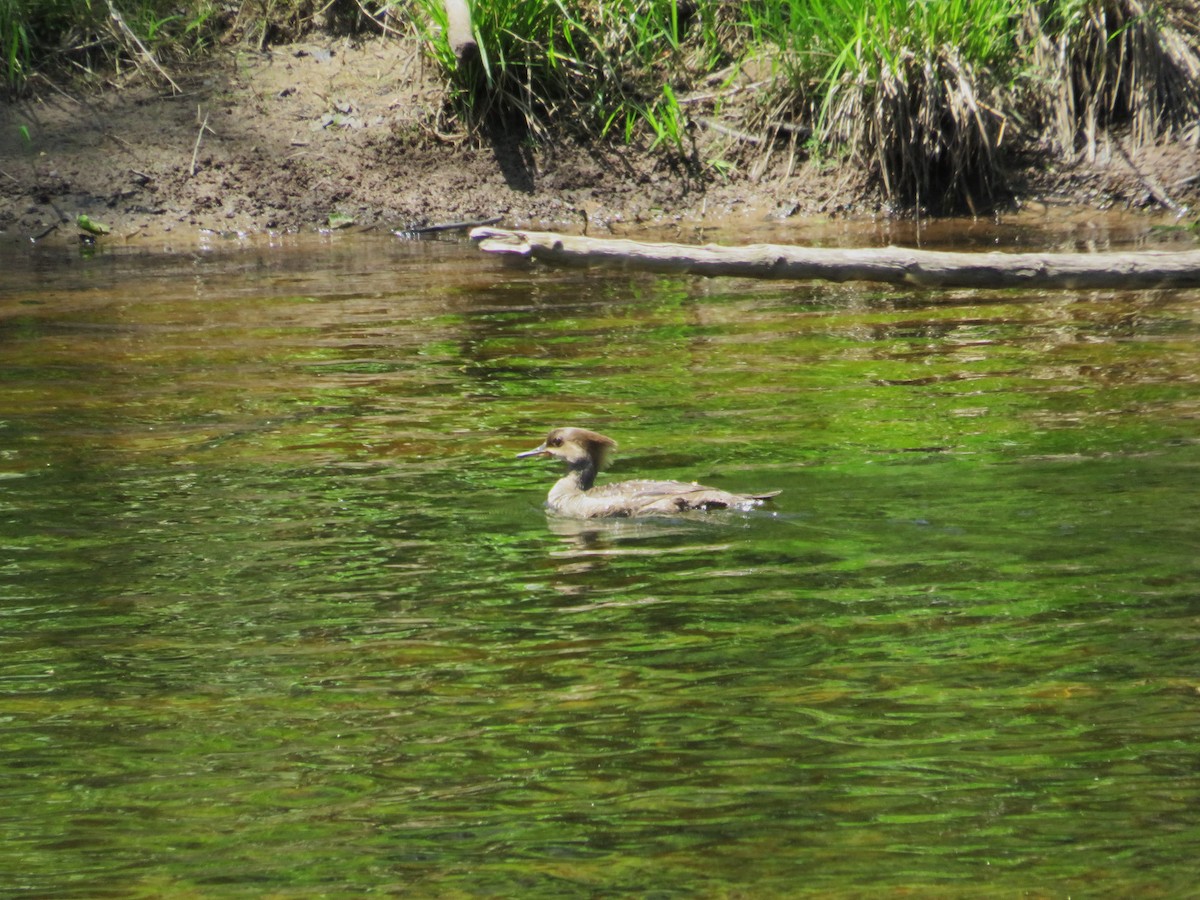 Hooded Merganser - John Haas