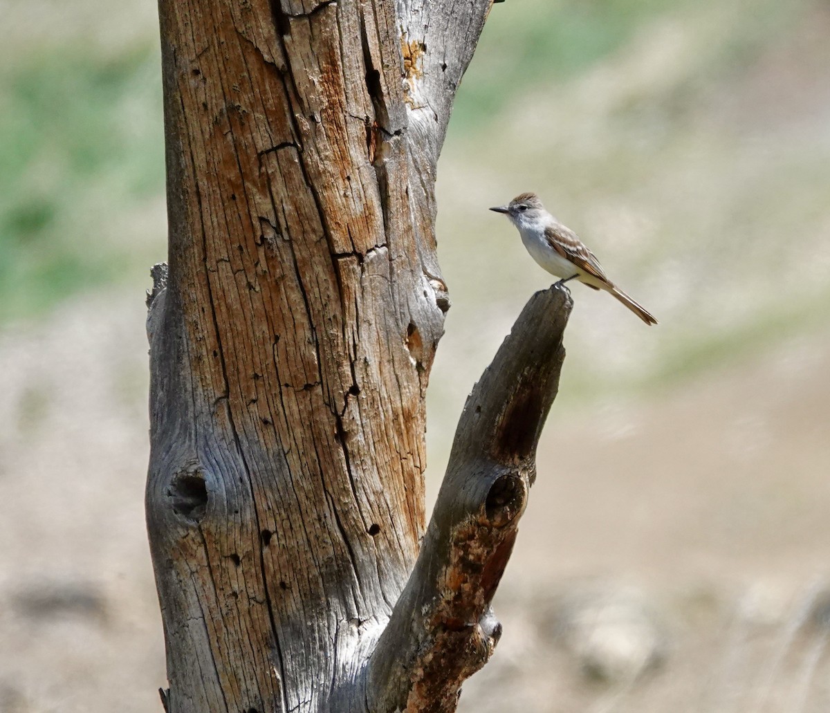 Ash-throated Flycatcher - ML619576208