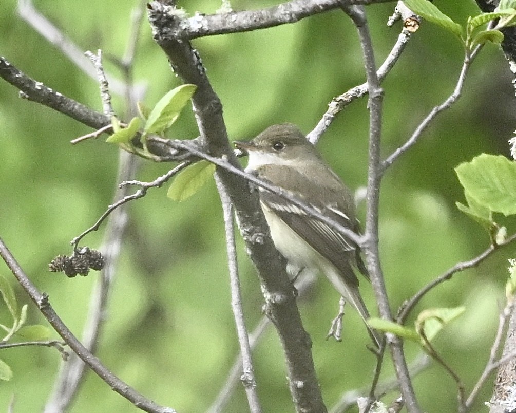 Alder Flycatcher - Joe Wujcik