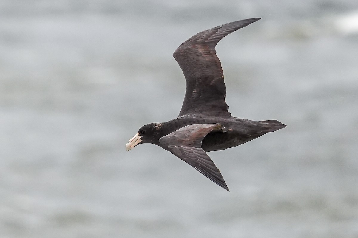 Southern Giant-Petrel - Luis Piñeyrua