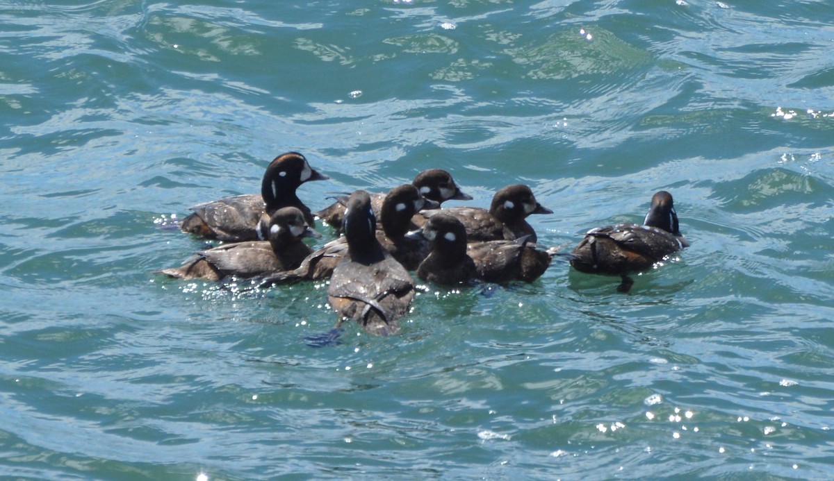 Harlequin Duck - ML619576211