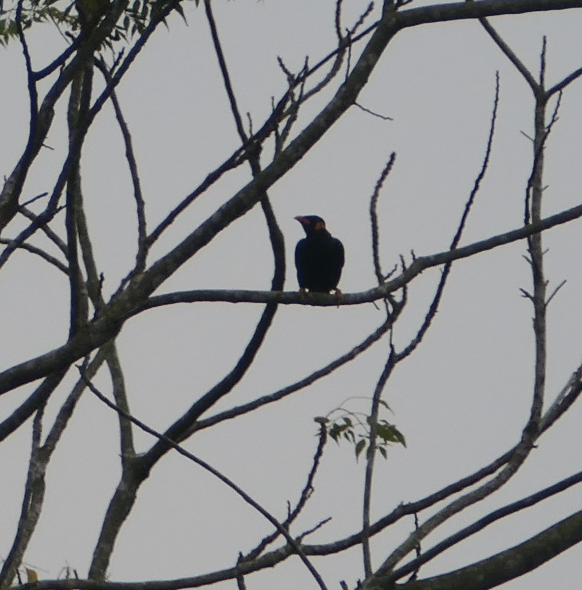 Common Hill Myna (Common) - Nancy Houlihan