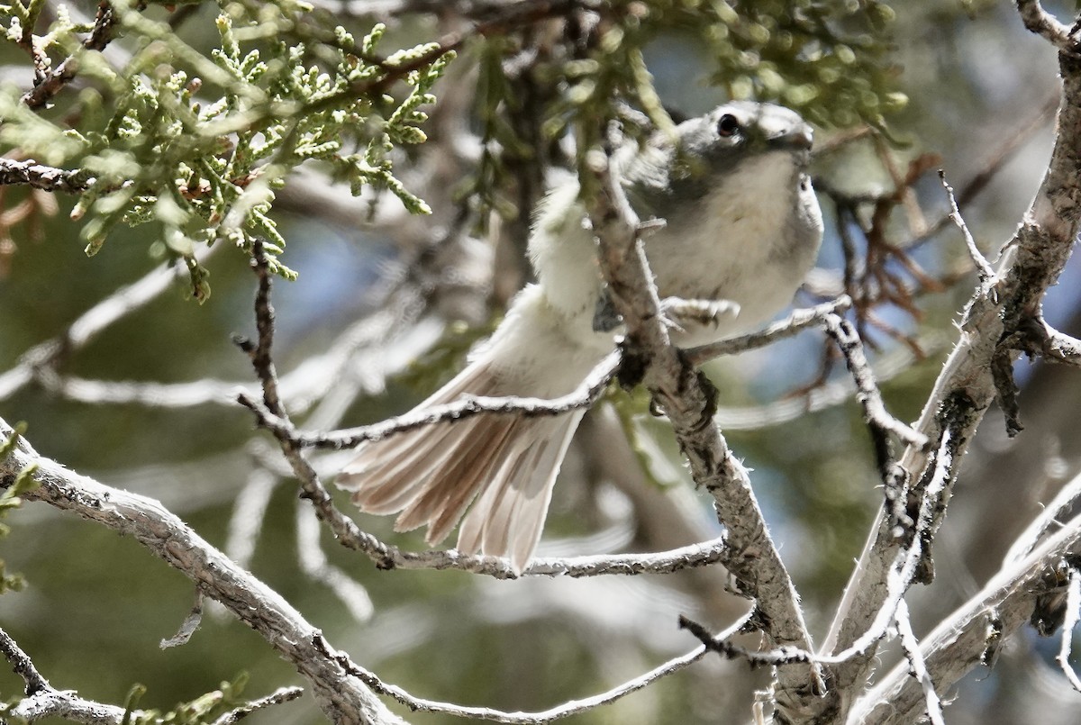 Plumbeous Vireo - Byron Hukee